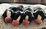 4 süße Jungs (November 2024)